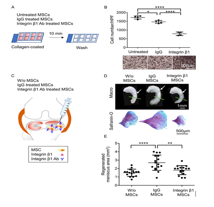 ضرورت حضور اینتگرین β1 (CD29)، PDGFRβ و کلاژن نوع II برای ترمیم مینیسک زانو